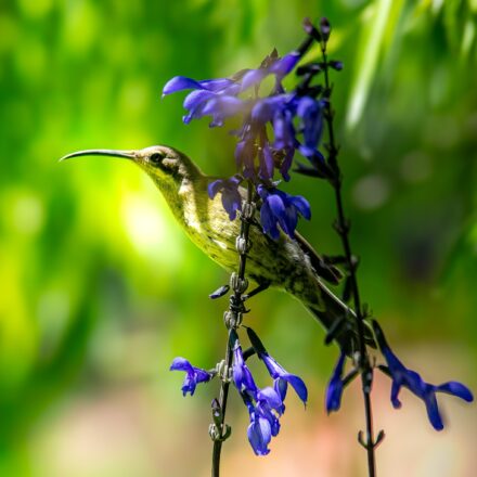 Birds 4