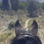 Horse Riding in Greyton