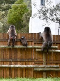 Baboons in Greyton