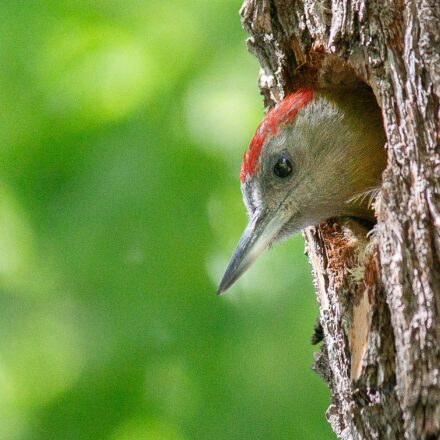 Woodpecker
